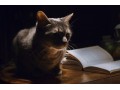 Détails : Top 4 des livres sur les chats à lire à tout prix